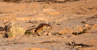 RODENT - MOUSE - FOUR-STRIPED GRASS MOUSE - RHABDOMYS PUMILIO - KGALAGADI NATIONAL PARK SOUTH AFRICA (6).JPG
