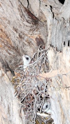 RODENT - RAT - ACACIA RAT OR BLACK-TAILED TREE RAT - THALLOMYS NIGRICAUDATUS - KGALAGADI NATIONAL PARK SOUTH AFRICA.JPG