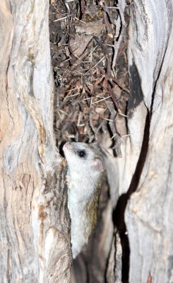 RODENT - RAT - ACACIA RAT OR BLACK-TAILED TREE RAT - THALLOMYS NIGRICAUDATUS - KGALAGADI NATIONAL PARK SOUTH AFRICA.JPG