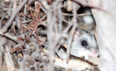 RODENT - RAT - ACACIA RAT OR BLACK-TAILED TREE RAT - THALLOMYS NIGRICAUDATUS - KGALAGADI NATIONAL PARK SOUTH AFRICA.JPG