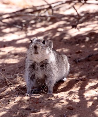 RODENT - RAT - BRANTS'S WHISTLING RAT - KGALAGADI NATIONAL PARK SOUTH AFRICA (14).JPG