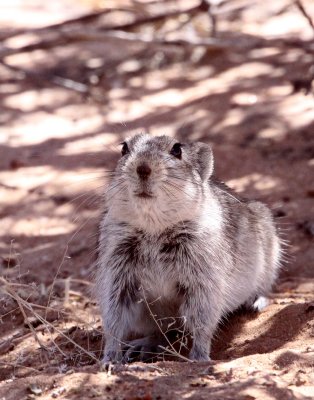 RODENT - RAT - BRANTS'S WHISTLING RAT - KGALAGADI NATIONAL PARK SOUTH AFRICA (15).JPG