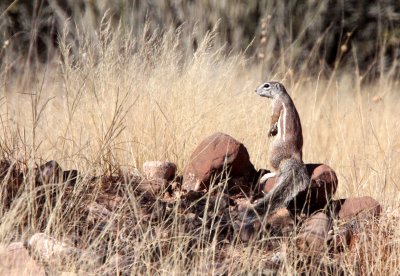 RODENT - SQUIRREL - DAMARA GROUND SQUIRREL - DAMARALAND, NAMIBIA.JPG