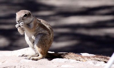 RODENT - SQUIRREL - SOUTHERN GROUND SQUIRREL - ETOSHA NATIONAL PARK NAMIBIA (2).JPG