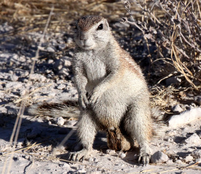 RODENT - SQUIRREL - SOUTHERN GROUND SQUIRREL - ETOSHA NATIONAL PARK NAMIBIA (29).JPG