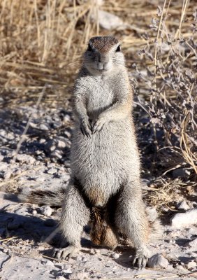 RODENT - SQUIRREL - SOUTHERN GROUND SQUIRREL - ETOSHA NATIONAL PARK NAMIBIA (34).JPG