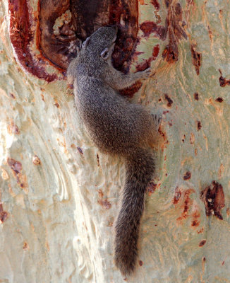 RODENT - SQUIRREL - TREE SQUIRREL - KRUGER NATIONAL PARK SOUTH AFRICA (10).JPG