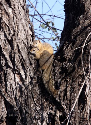 RODENT - SQUIRREL - TREE SQUIRREL - KRUGER NATIONAL PARK SOUTH AFRICA (21).JPG