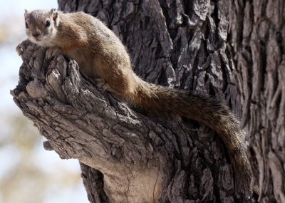 RODENT - SQUIRREL - TREE SQUIRREL - PARAXERUS CEPAPI - ETOSHA NATIONAL PARK NAMIBIA (8).JPG