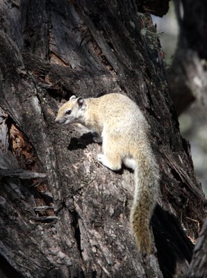 RODENT - SQUIRREL - TREE SQUIRREL - PARAXERUS CEPAPI - KHWAI CAMP OKAVANGO BOTSWANA (7).JPG