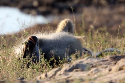 PRIMATE - BABOON - CHACMA BABOON - CHOBE NATIONAL PARK BOTSWANA (15).JPG