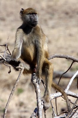 PRIMATE - BABOON - CHACMA BABOON - CHOBE NATIONAL PARK BOTSWANA (19).JPG