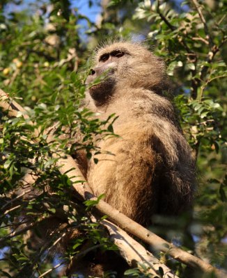 PRIMATE - BABOON - CHACMA BABOON - KRUGER NATIONAL PARK SOUTH AFRICA (17).JPG