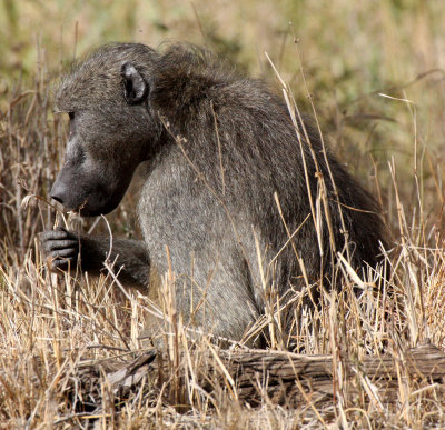 PRIMATE - BABOON - CHACMA BABOON - KRUGER NATIONAL PARK SOUTH AFRICA (19).JPG