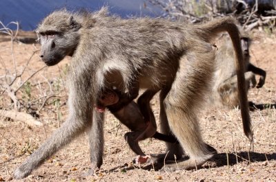 PRIMATE - BABOON - CHACMA BABOON - KRUGER NATIONAL PARK SOUTH AFRICA (8).JPG