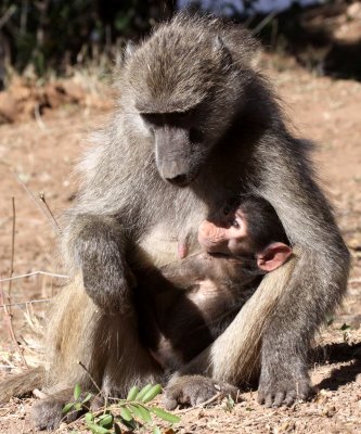 PRIMATE - BABOON - CHACMA BABOON - KRUGER NATIONAL PARK SOUTH AFRICA.JPG