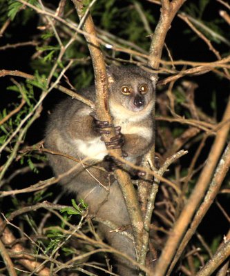 PRIMATE - GALAGO - GREATER GALAGO OR BUSHBABY - SAINT LUCIA WETLANDS RESERVE - SOUTH AFRICA (15).JPG
