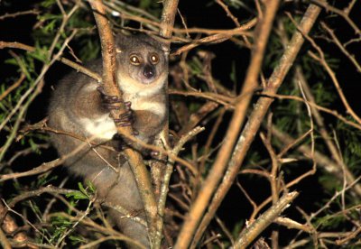 PRIMATE - GALAGO - GREATER GALAGO OR BUSHBABY - SAINT LUCIA WETLANDS RESERVE - SOUTH AFRICA (16).JPG