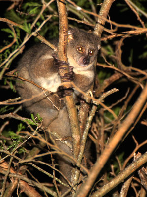 PRIMATE - GALAGO - GREATER GALAGO OR BUSHBABY - SAINT LUCIA WETLANDS RESERVE - SOUTH AFRICA (25).JPG