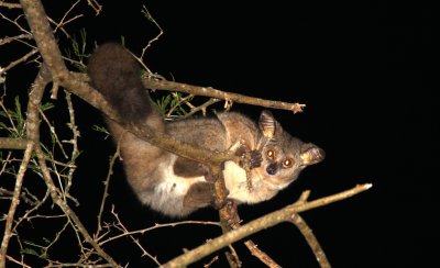 PRIMATE - GALAGO - GREATER GALAGO OR BUSHBABY - SAINT LUCIA WETLANDS RESERVE - SOUTH AFRICA (36).JPG