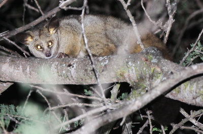 GREATER GALAGO - KRUGER NATIONAL PARK