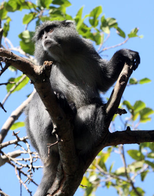 PRIMATE - MONKEY - SAMANGO OR SYKES'S MONKEY - CERCOPITHECUS ALBOGULARIS - IMFOLOZI NATIONAL PARK SOUTH AFRICA (25).JPG