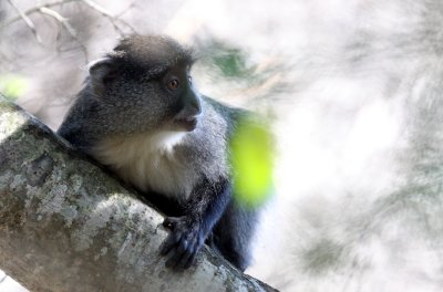 PRIMATE - MONKEY - SAMANGO OR SYKES'S MONKEY - CERCOPITHECUS ALBOGULARIS - IMFOLOZI NATIONAL PARK SOUTH AFRICA (9).JPG