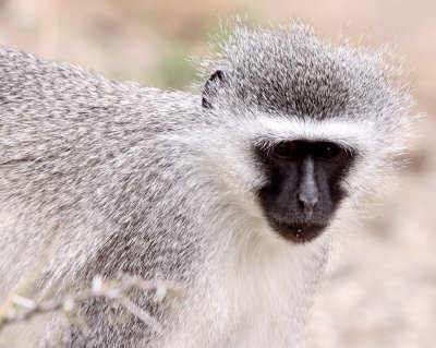 PRIMATE - MONKEY - VERVET MONKEY - MOUNTAIN ZEBRA  NATIONAL PARK SOUTH AFRICA.JPG