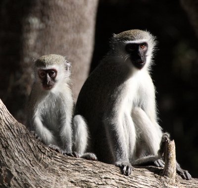 PRIMATE - MONKEY - VERVET MONKEY - SAINT LUCIA WETLANDS RESERVE - SOUTH AFRICA.JPG