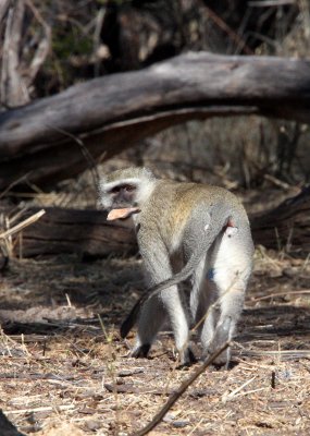 PRIMATE - MONKEY - VERVET MONKEY - SUBSPECIES 2 - KHWAI CAMP OKAVANGO BOTSWANA.JPG