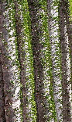 PLANT - ALLUAUDIA SPECIES - BERENTY RESERVE MADAGASCAR.JPG