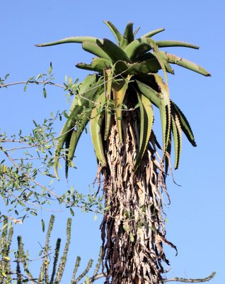 PLANT - ALOE CAPITATA - BERENTY RESERVE MADAGASCAR (2).JPG