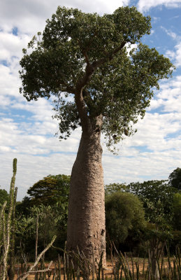 PLANT - BAOBAB - ADANSONIA RUBROSTIPA - LEAFED - ANDOHAHELA NATIONAL PARK MADAGASCAR (2).JPG
