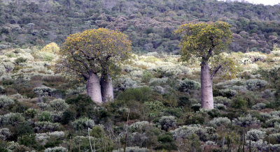 PLANT - BAOBAB - ADANSONIA RUBROSTIPA - LEAFED - ANDOHAHELA NATIONAL PARK MADAGASCAR (4).JPG