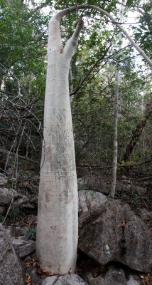 PLANT - CYPHOSTEMMA ROSEIGLANDULOSUM - ANKARANA NATIONAL PARK MADAGASCAR (4).JPG