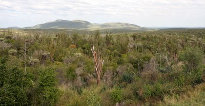 SPINY FOREST PLANT COMMUNITY - ANDOHAHELA NATIONAL PARK