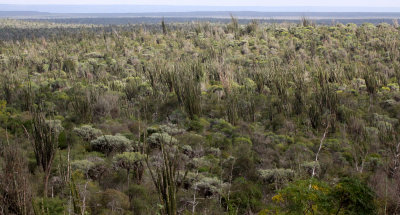 PLANT - DIDIEREACEAE COMMUNITY - ANDOHAHELA NATIONAL PARK - SPINY FOREST PLANT COMMUNITY (4).JPG