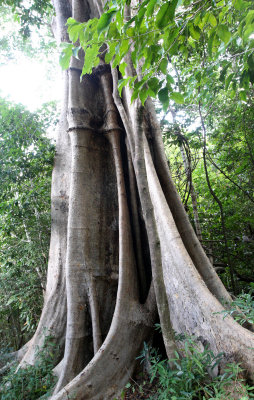 PLANT - FICUS SPECIES - FOREST GIANT - ANKARANA NATIONAL PARK MADAGASCAR (5).JPG