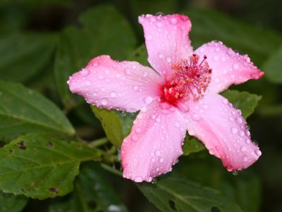 PLANT - HYBISCUS SPECIES - MANTADIA - NATIONAL PARK MADGASCAR.JPG