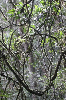 PLANT - LIANA SPECIES - MANTADIA NATIONAL PARK MADAGASCAR (2).JPG