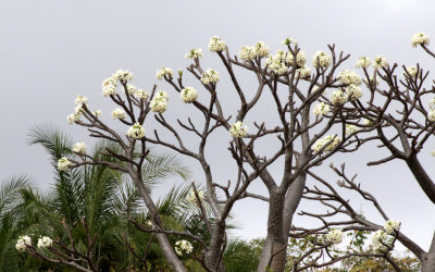 PLANT - PACHYPODIUM DECARYI - ANKARANA NATIONAL PARK MADAGASCAR (3).JPG