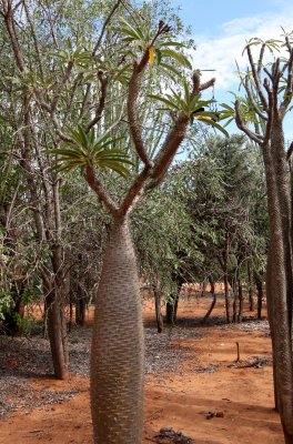 PLANT - PACHYPODIUM GEAYI - BERENTY RESERVE MADAGASCAR (2).JPG