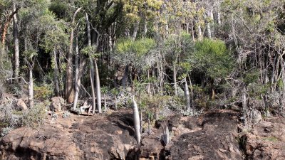 PLANT - PACHYPODIUM LAMEREI - ANDOHAHELA NATIONAL PARK MADAGASCAR - XEROPHYTIC PLANT COMMUNITY (4).JPG