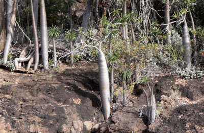 PLANT - PACHYPODIUM LAMEREI - ANDOHAHELA NATIONAL PARK MADAGASCAR - XEROPHYTIC PLANT COMMUNITY (5).JPG