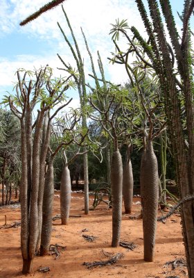 PLANT - PACHYPODIUM SPECIES - BERENTY RESERVE MADAGASCAR (6).JPG