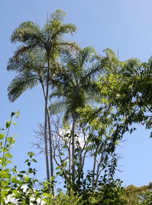 PLANT - PALM SPECIES - ANKARANA NATIONAL PARK MADAGASCAR (3).JPG