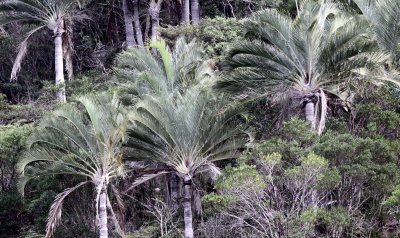 PLANT - PALM SPECIES - TREE PALM - ANDOHAHELA NATIONAL PARK (2).JPG