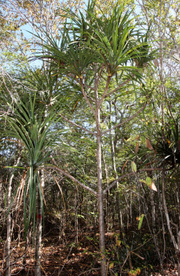 PLANT - PANDANUS PRISTIS - ANKARANA NATIONAL PARK MADAGASCAR.JPG