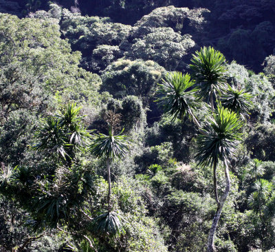 PLANT - PANDANUS SPECIES - MONTAGNE D'AMBRE NATIONAL PARK MADAGASCAR.JPG