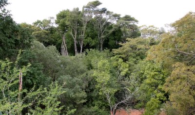 PLANT - TAMARAND GALLERY FOREST - BERENTY RESERVE MADAGASCAR.JPG